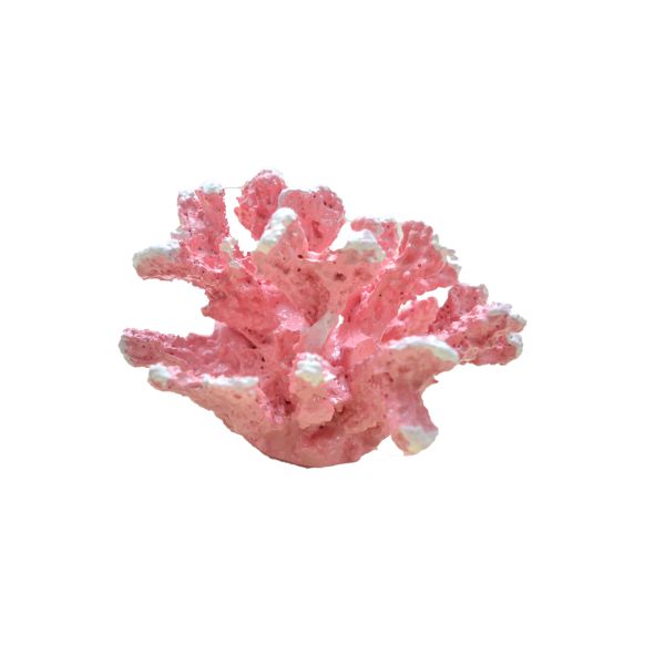 Coral rosa